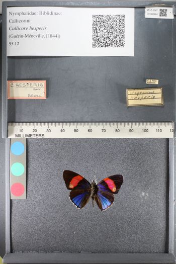 Media type: image;   Entomology 148964